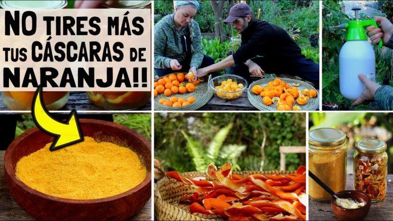 No tires más tus cáscaras de naranja 3 No tires más tus cáscaras de naranja