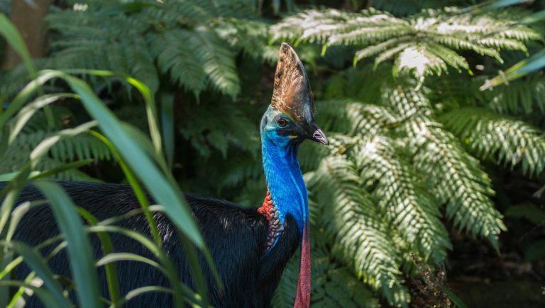 Hasta 29 especies amenazadas están regresando del borde del abismo en Australia 3 Hasta 29 especies amenazadas están regresando del borde del abismo en Australia