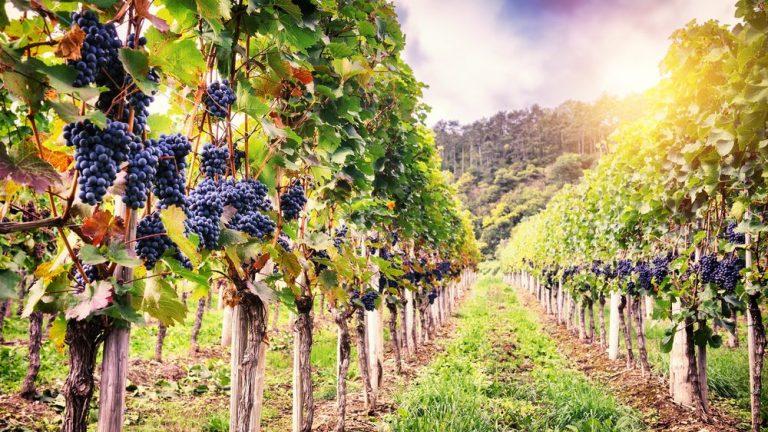 Los ciclos glaciares determinaron la domesticación de la uva y la aparición del vino 1 Los ciclos glaciares determinaron la domesticación de la uva y la aparición del vino