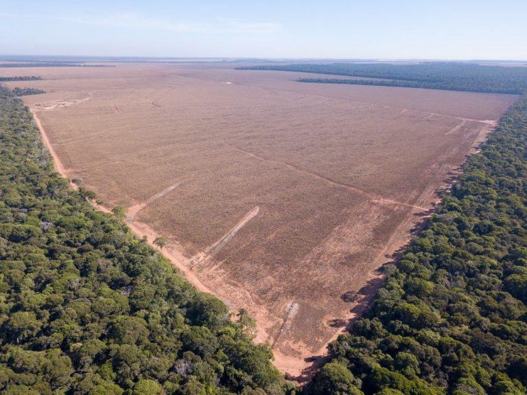 La producción de granos para biocombustibles se dispara a pesar de los riesgos ambientales 1 La producción de granos para biocombustibles se dispara a pesar de los riesgos ambientales