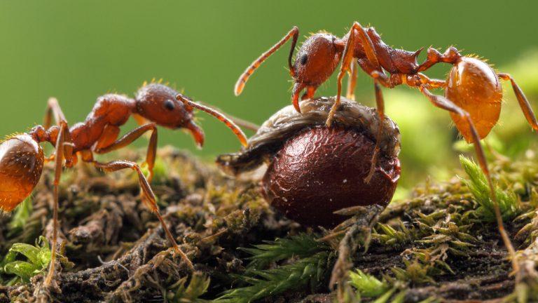 Las hormigas del bosque juegan un papel clave para regenerarlos