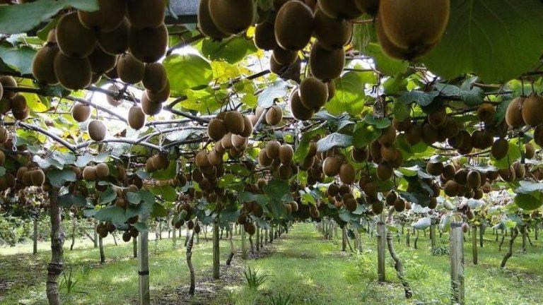 ¿Por qué los kiwis no se consideran aptos para veganos?