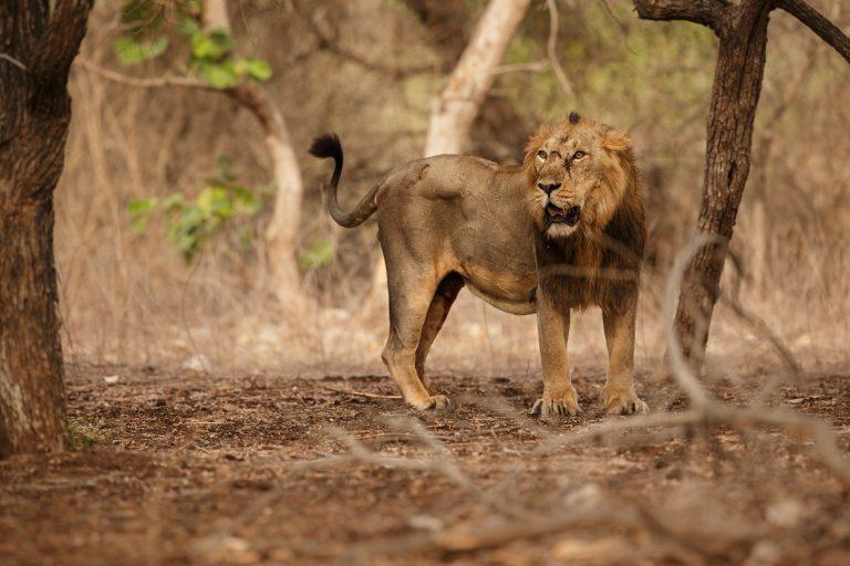 El estado indio abrirá un nuevo santuario de leones asiáticos a medida que aumenta el número
