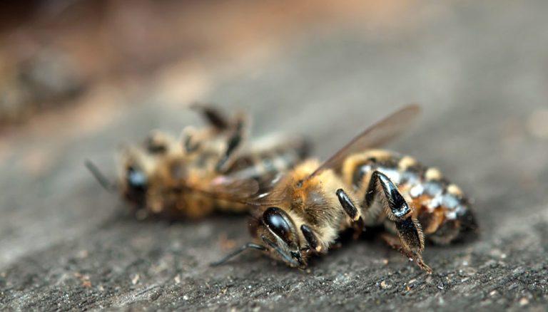 Muerte masiva de abejas y polinizadores en San Francisco, Suc-Tuc 3 Muerte masiva de abejas y polinizadores en San Francisco, Suc-Tuc