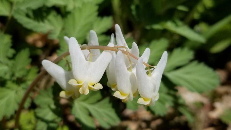El cambio climático amenaza las flores silvestres de primavera en el hemisferio norte