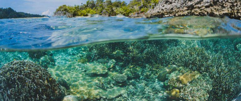 La ONU alcanza un acuerdo histórico para preservar la biodiversidad marina 4 La ONU alcanza un acuerdo histórico para preservar la biodiversidad marina