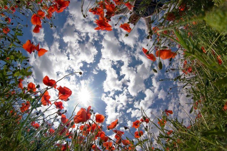 Recuperar la capacidad de asombro para reencontrarnos con la vida y nuestra esencia biocultural 3 Recuperar la capacidad de asombro para reencontrarnos con la vida y nuestra esencia biocultural