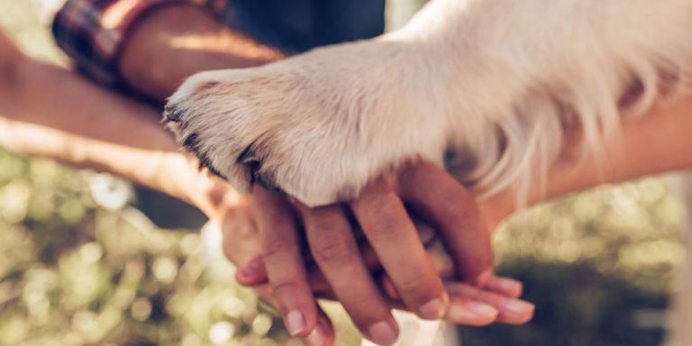 Los 10 principales beneficios para la salud de tener un perro 6 Los 10 principales beneficios para la salud de tener un perro