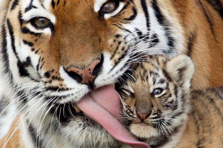 El avistamiento de seis tigres eleva las esperanzas de los conservacionistas en Tailandia 1 El avistamiento de seis tigres eleva las esperanzas de los conservacionistas en Tailandia