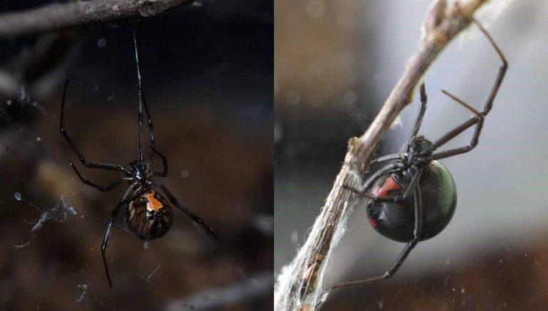La viuda negra desaparece del sur de EE UU por la agresividad de la viuda marrón 3 La viuda negra desaparece del sur de EE UU por la agresividad de la viuda marrón