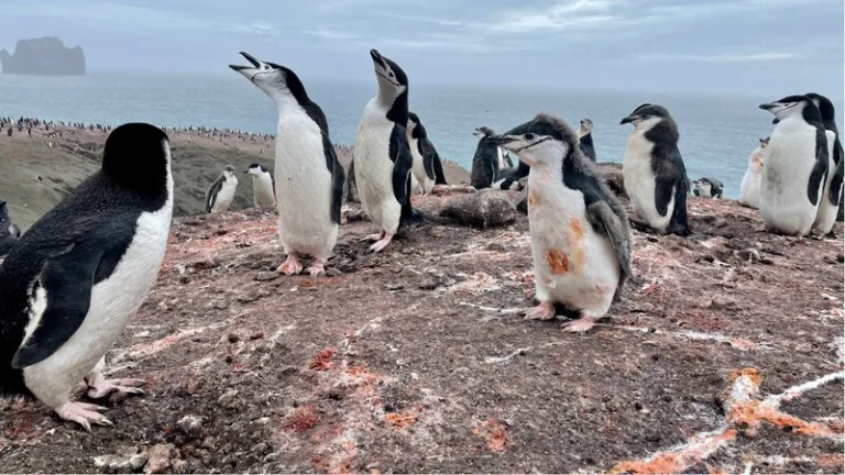Los pingüinos son claves en el reciclaje de hierro en las aguas de la Antártida 9 Los pingüinos son claves en el reciclaje de hierro en las aguas de la Antártida
