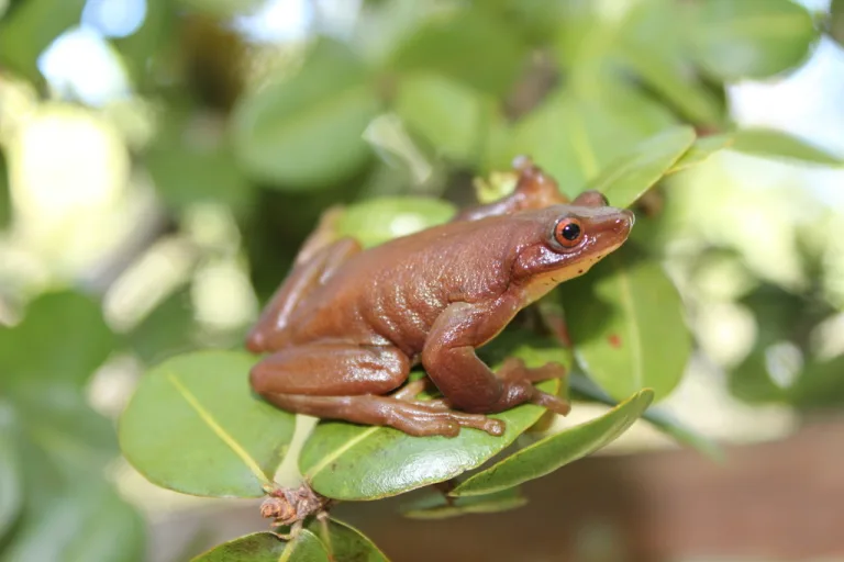 La rana arbórea brasileña es probablemente el único anfibio polinizador del mundo 2 La rana arbórea brasileña es probablemente el único anfibio polinizador del mundo