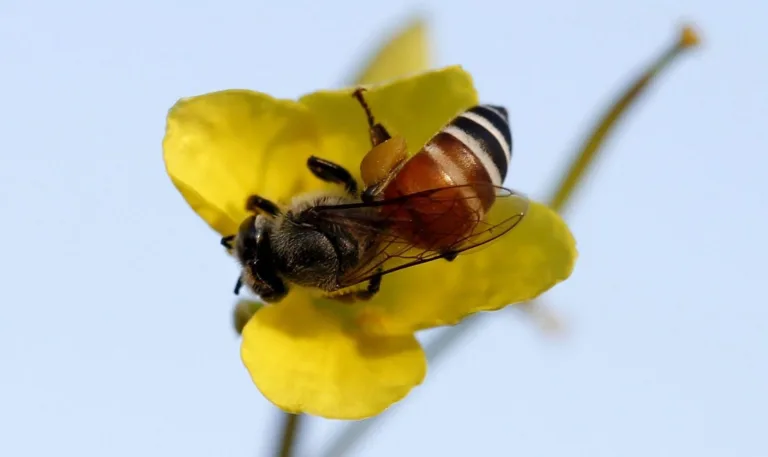 ¡Prohibamos la exportación de pesticidas peligrosos que matan a las abejas!
