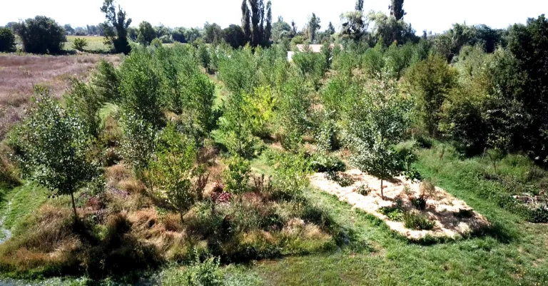 Abundancia siempreverde – Documental de bosques comestibles en Chile