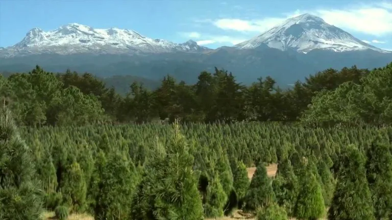 El 97% de las plantaciones forestales de América del Sur son exóticas