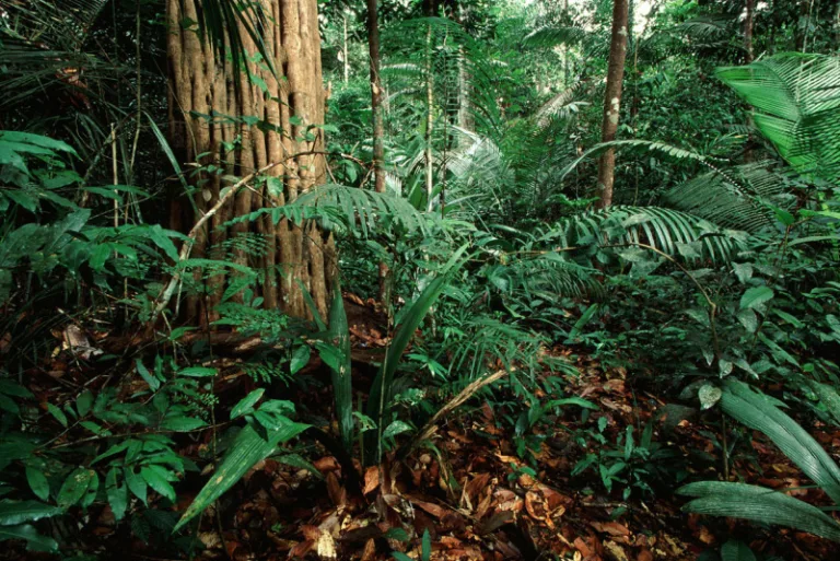 Los bosques tropicales bombean agua alrededor de los trópicos, pero este efecto se está debilitando 6 Los bosques tropicales bombean agua alrededor de los trópicos, pero este efecto se está debilitando
