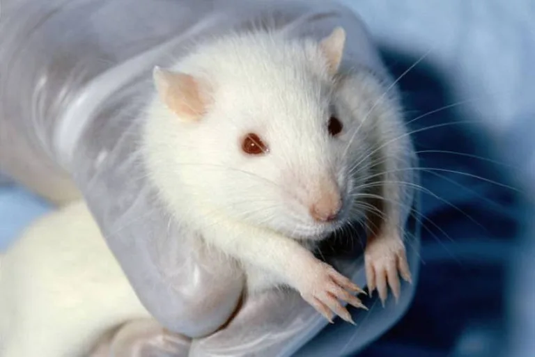 Investigadores logran curar el cáncer de piel en ratones