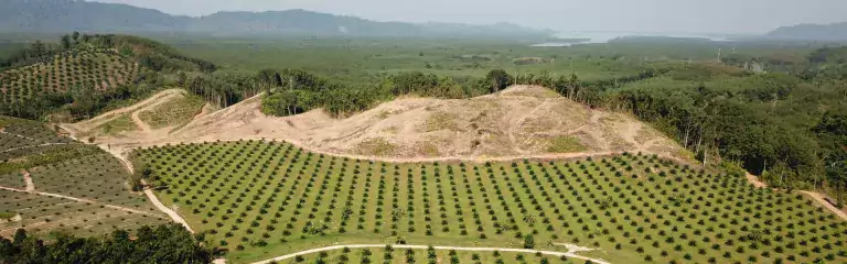 Nueva ley europea para frenar la venta de productos que causan deforestación 1 Nueva ley europea para frenar la venta de productos que causan deforestación