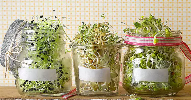 Alimentos vivos: Germinados