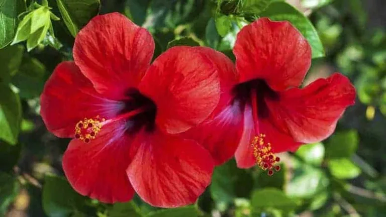 La lección de los Hibiscus: Filosofía desde el jardín y desde la epistemología de la Tierra 2 La lección de los Hibiscus: Filosofía desde el jardín y desde la epistemología de la Tierra