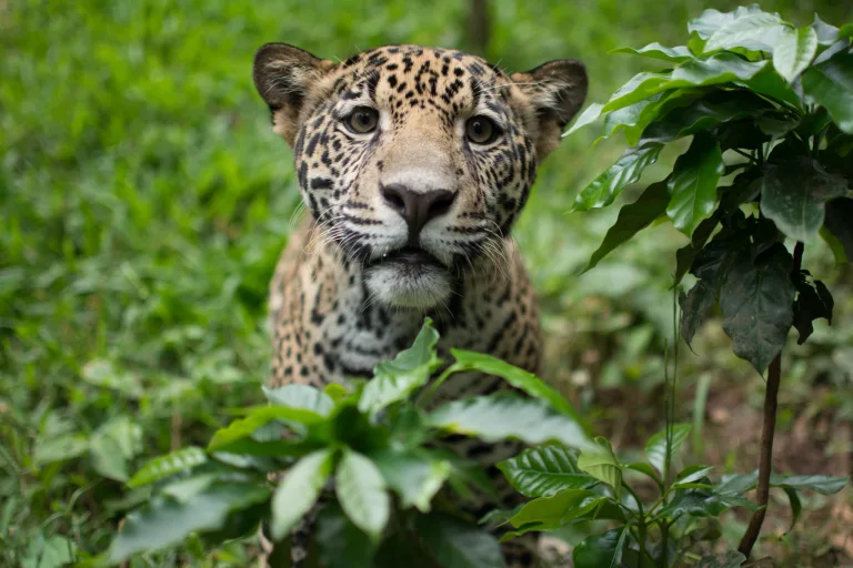Jaguares huérfanos, pollos confinados: los impactos de la agricultura en la vida silvestre 1 Jaguares huérfanos, pollos confinados: los impactos de la agricultura en la vida silvestre