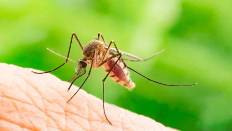 Dengue y chikungunya: Sudamérica en alerta ante el riesgo de una nueva epidemia