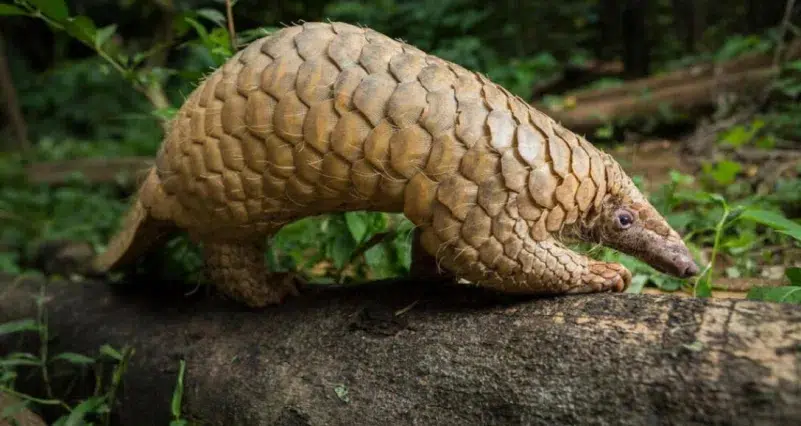 Pangolín ilegal ampliamente utilizado en hospitales y farmacias de China 2 pangolín, escamas, animales en extinción, medicina china, vida silvestre