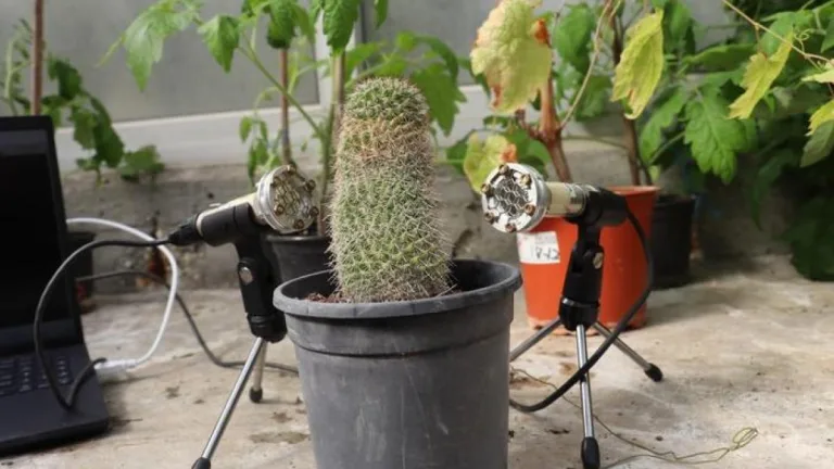 Descubrimiento: ¡Las plantas emiten sonidos!