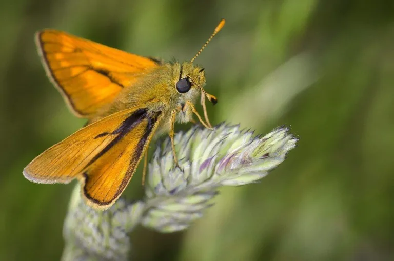 Las polillas son polinizadores más eficientes que las abejas 2 Las polillas son polinizadores más eficientes que las abejas
