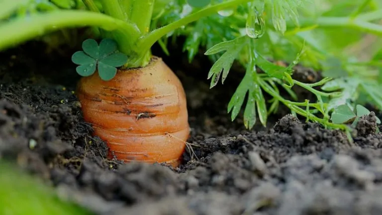 Así puedes plantar zanahorias y obtener una cosecha saludable 2 Así puedes plantar zanahorias y obtener una cosecha saludable