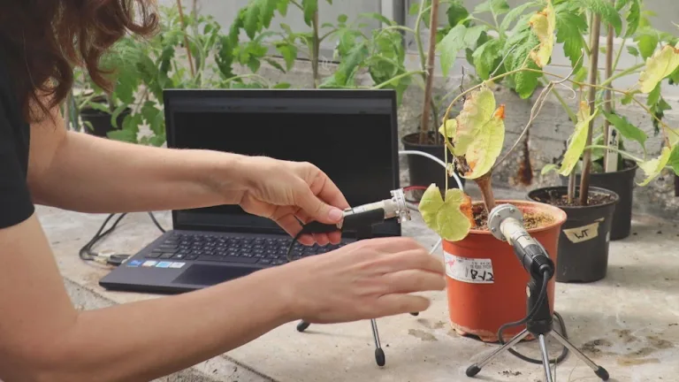 Las plantas emiten sonidos ultrasónicos cuando están estresadas 3 Las plantas emiten sonidos ultrasónicos cuando están estresadas