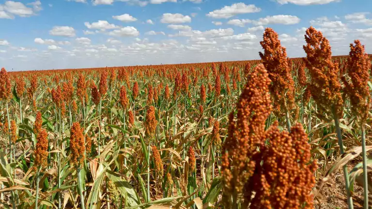 Sorgo: qué es, para qué sirve, usos y beneficios 3 Sorgo: qué es, para qué sirve, usos y beneficios