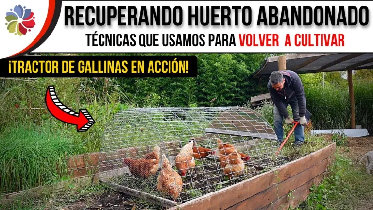 Cómo revivir el huerto y bancales abandonados 9 Cómo revivir el huerto y bancales abandonados