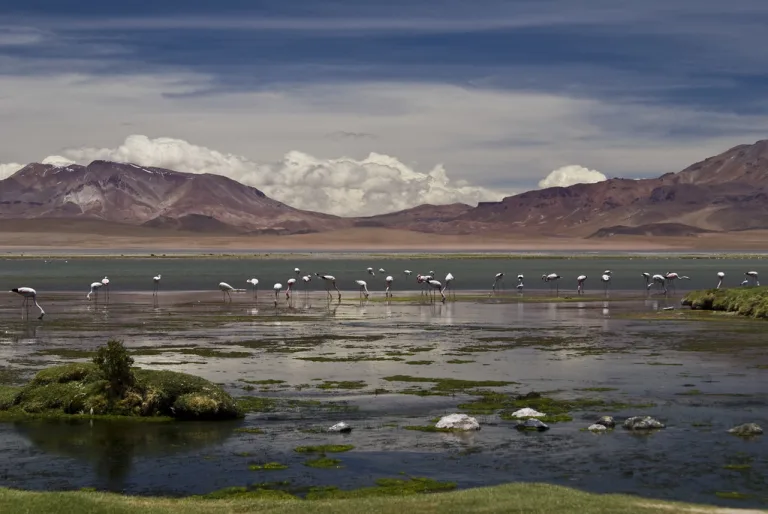 La industria del litio pone su mirada en el Salar de Tara, ubicado en un sitio Ramsar