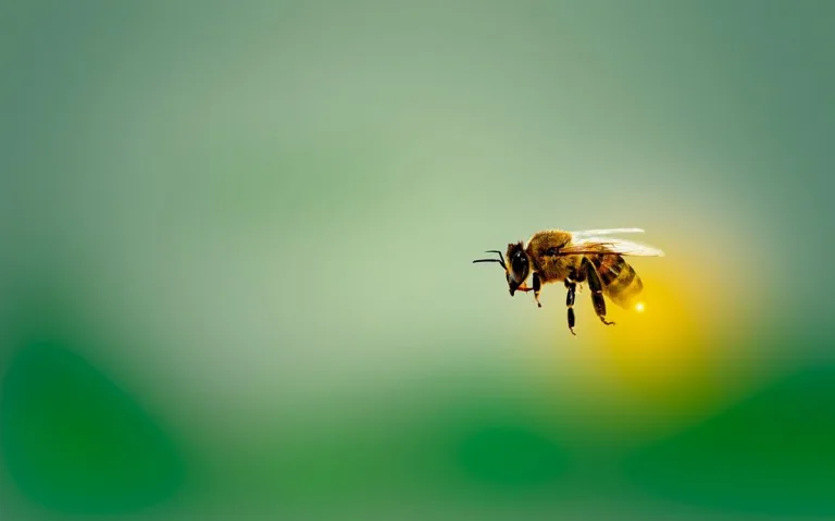 Desaparecen las abejas: ¿Humanidad en peligro?