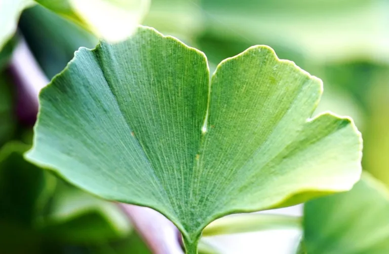 Ginkgo Biloba, medicina natural milenaria 4 Ginkgo Biloba, medicina natural milenaria