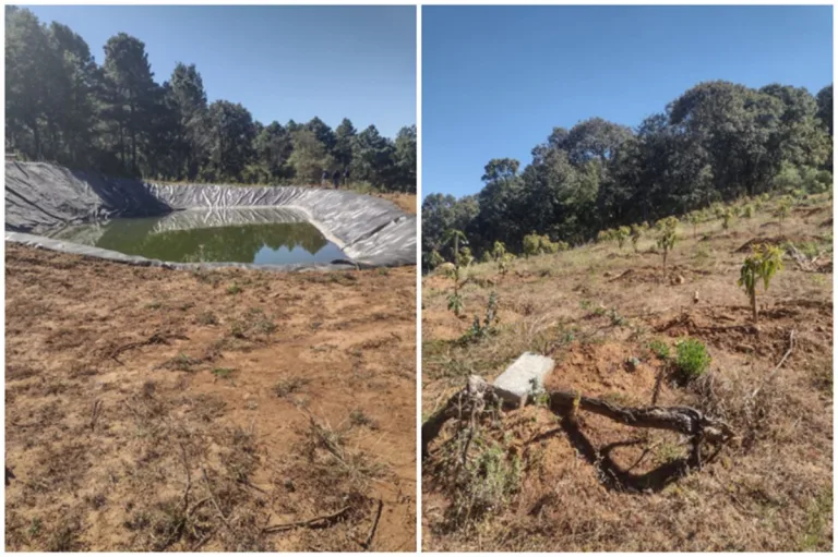 Aguacates causan una catástrofe ambiental en México 3 Aguacates causan una catástrofe ambiental en México