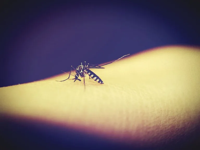 Los mosquitos pican mucho más, por la contaminación lumínica 2 Los mosquitos pican mucho más, por la contaminación lumínica