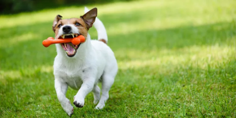 Los cerebros de los perros actuales tienen más volumen que sus antepasados 1 Los cerebros de los perros actuales tienen más volumen que sus antepasados