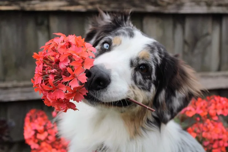 8 plantas de interior peligrosas para perros y gatos 6 8 plantas de interior peligrosas para perros y gatos
