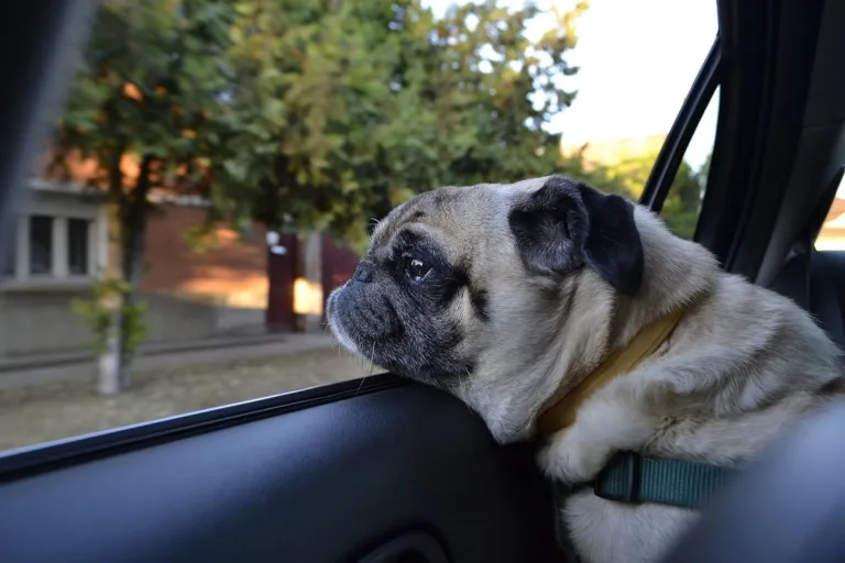 Los perros viajan más relajados en vehículos eléctricos 10 Los perros viajan más relajados en vehículos eléctricos
