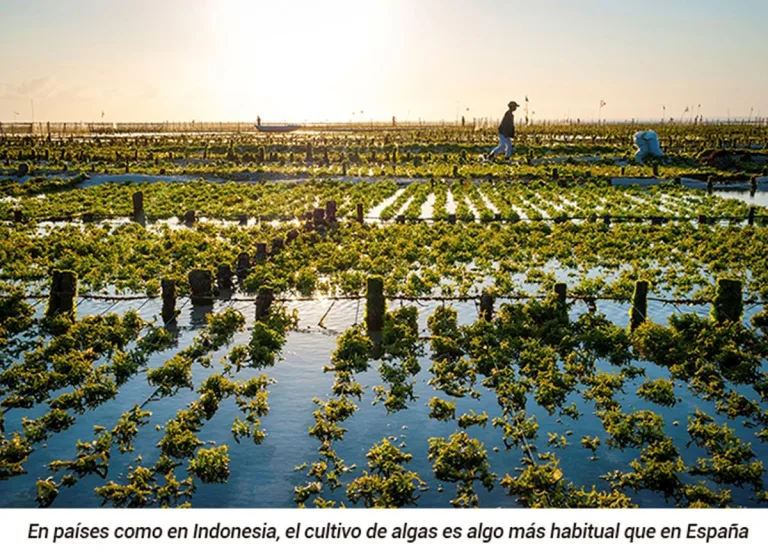 Algas, una revolución alimentaria atrapada por la burocracia 5 Algas, una revolución alimentaria atrapada por la burocracia