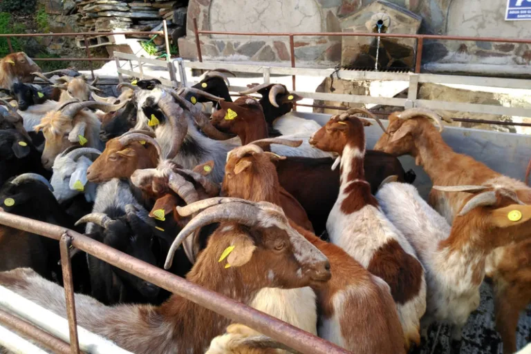 Pastoreo digital con cabras contra incendios