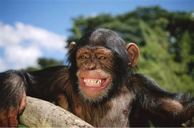 Chimpancé de 29 años ve el cielo por primera vez 1 Chimpancé de 29 años ve el cielo por primera vez