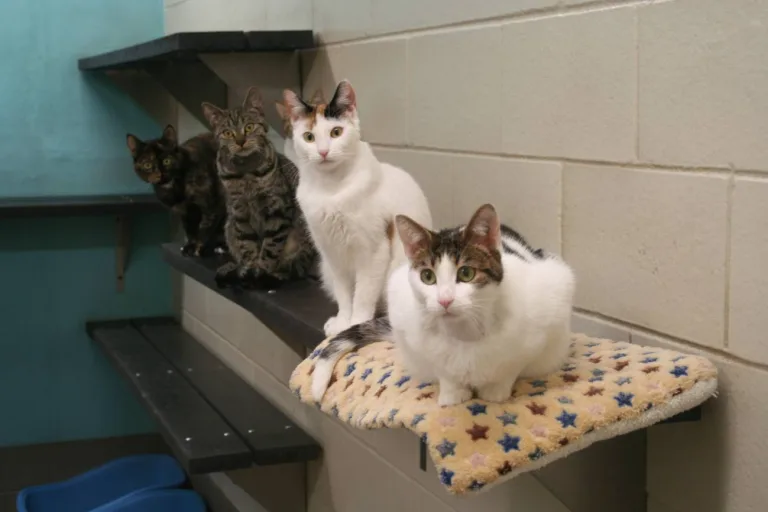 Nueva inyección anticonceptiva para gatas que evita la cirugía 4 Nueva inyección anticonceptiva para gatas que evita la cirugía