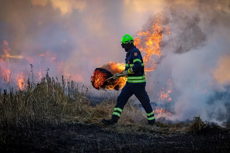 Incendios forestales: una amenaza creciente en las Américas