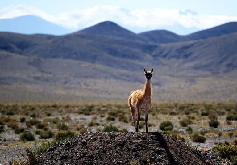 Luego de 13 años, Chile contará con un Servicio de Biodiversidad y Áreas Protegidas 1 Luego de 13 años, Chile contará con un Servicio de Biodiversidad y Áreas Protegidas