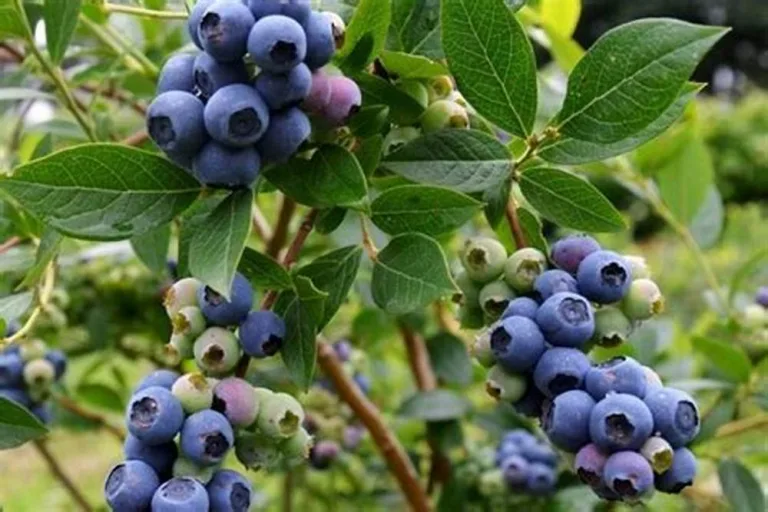 Arándanos: una joya saludable de la naturaleza 7 Arándanos: una joya saludable de la naturaleza