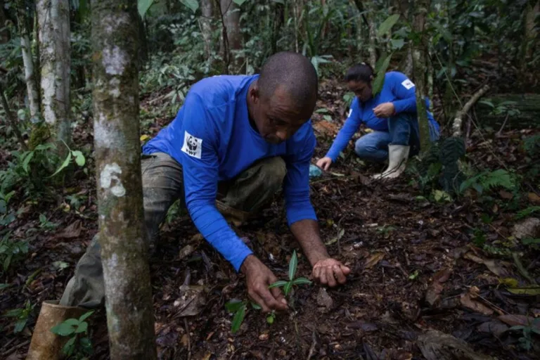 ¿Qué son los “Árboles Madre” que WWF y HP están plantando en la Mata Atlántica? 4 ¿Qué son los “Árboles Madre” que WWF y HP están plantando en la Mata Atlántica?