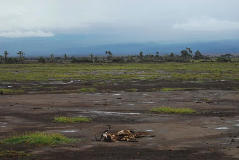 Crisis Climática: El colapso ecológico ya comenzó 7 Crisis Climática: El colapso ecológico ya comenzó